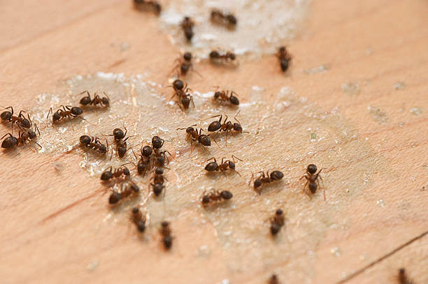 Best Best Pest Control Companies  in Leesburg, GA