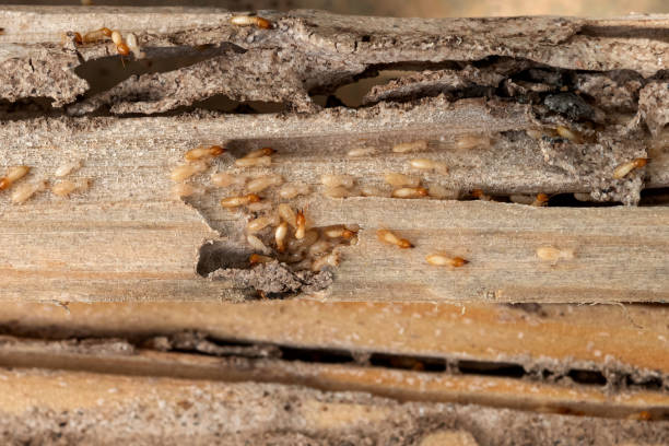 Best Residential Pest Control  in Leesburg, GA